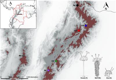 On the Causes of Rapid Diversification in the Páramos: Isolation by Ecology and Genomic Divergence in Espeletia